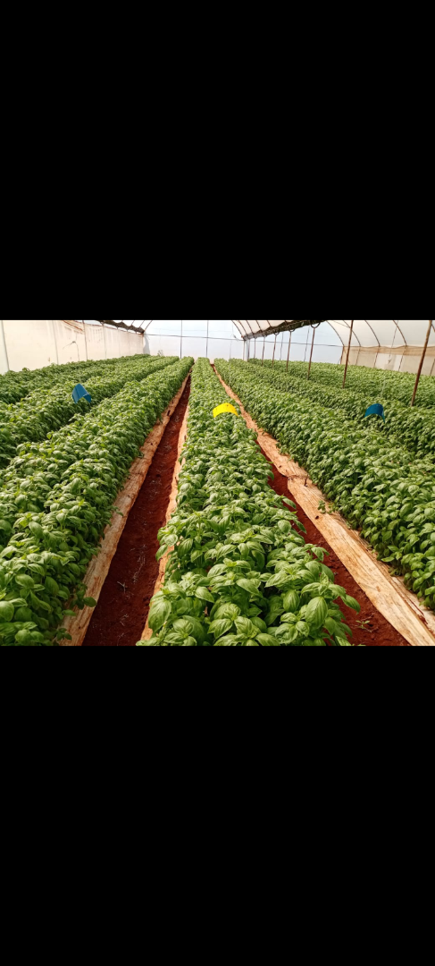 Basil available from Kenya