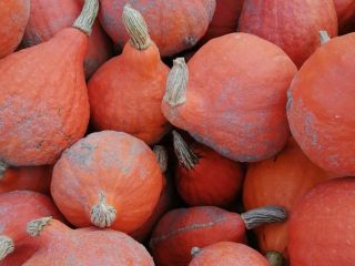 I will sell Hokkaido pumpkins, market quality, about 7