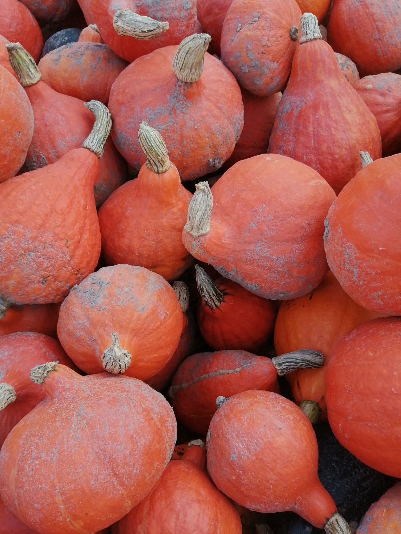 I will sell Hokkaido pumpkins, market quality, about 7 tons