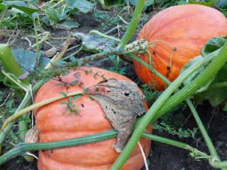 Pumpkins weighing from 10 kg to 60 kg
