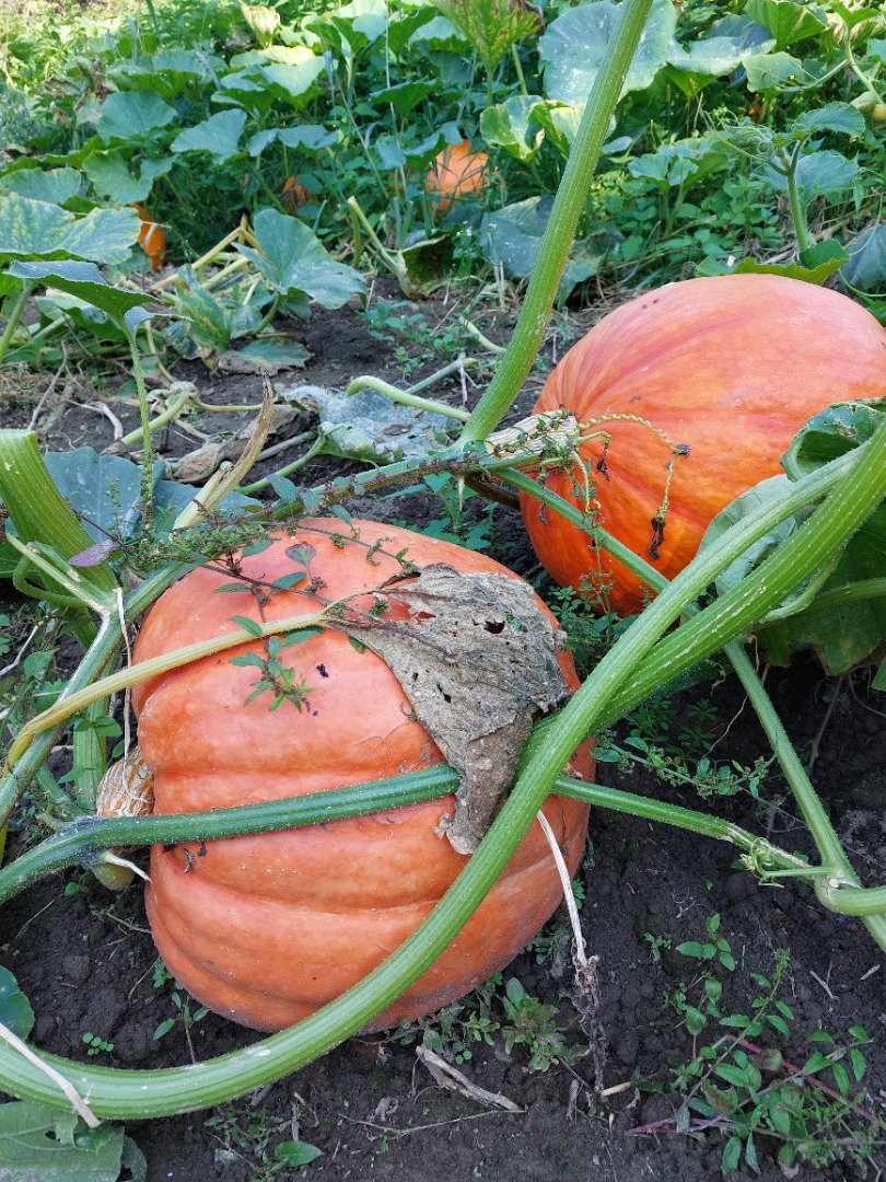Pumpkins weighing from 10 kg to 60 kg