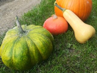 I will sell pumpkins not sprayed, varieties of hokkaido,