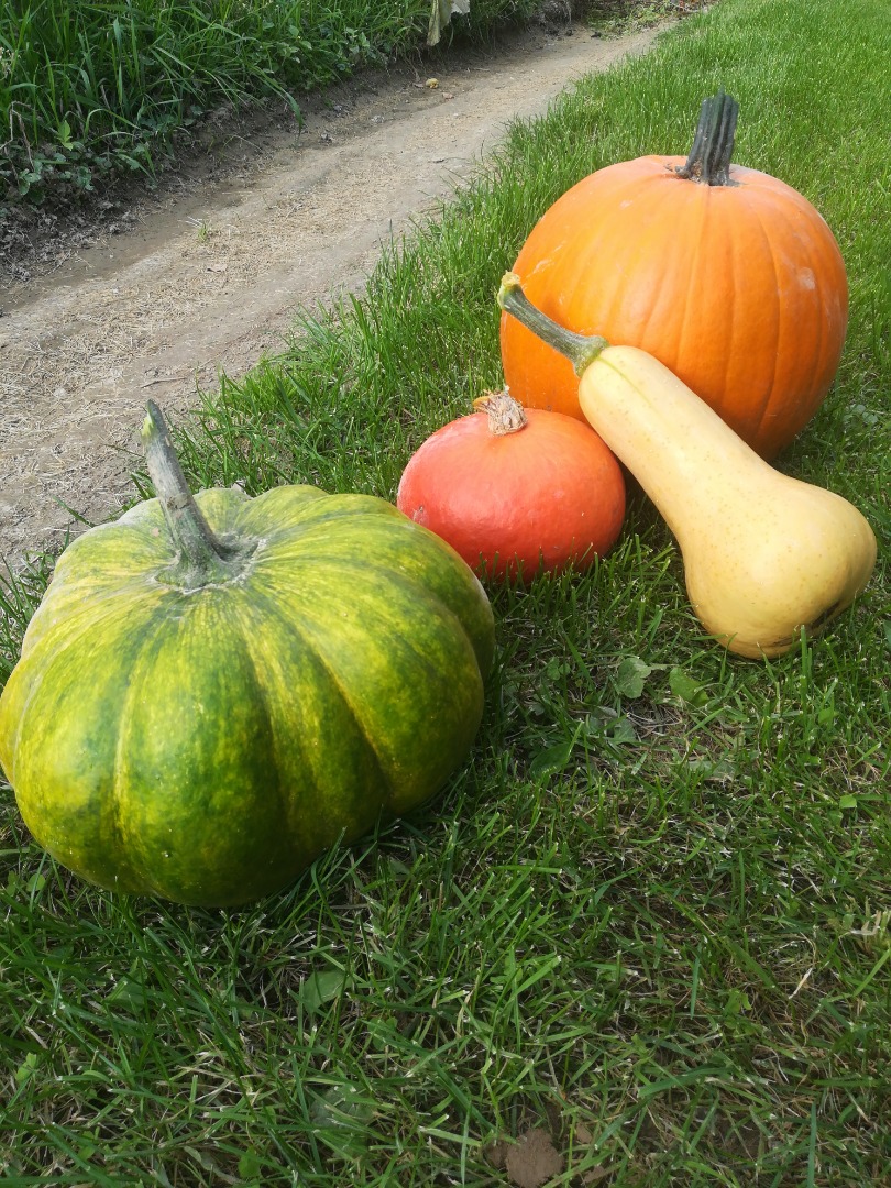 I will sell pumpkins not sprayed, varieties of hokkaido, bambino, muscat and butternut squash
