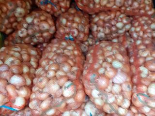 Large amount of flat onions