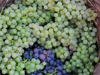 Grapes are incense and melot, produced in the Buzau