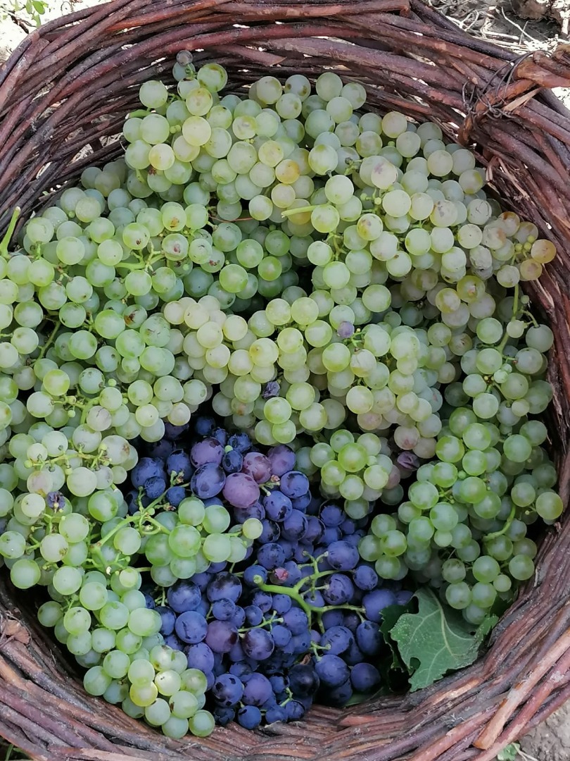 Grapes are incense and melot, produced in the Buzau area (Pietroasele), they are very good for wine, as well as for eating as such