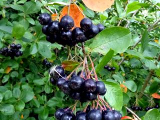 Aronka naturalna