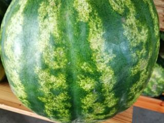 Feel free to buy watermelon, watermelon 150 pieces of
