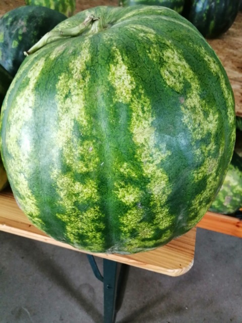 Feel free to buy watermelon, watermelon 150 pieces of various sizes