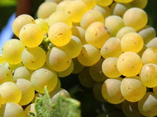 I am selling grapes, my own production from the