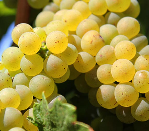 I am selling grapes, my own production from the Dragasani vineyard, Valcea county