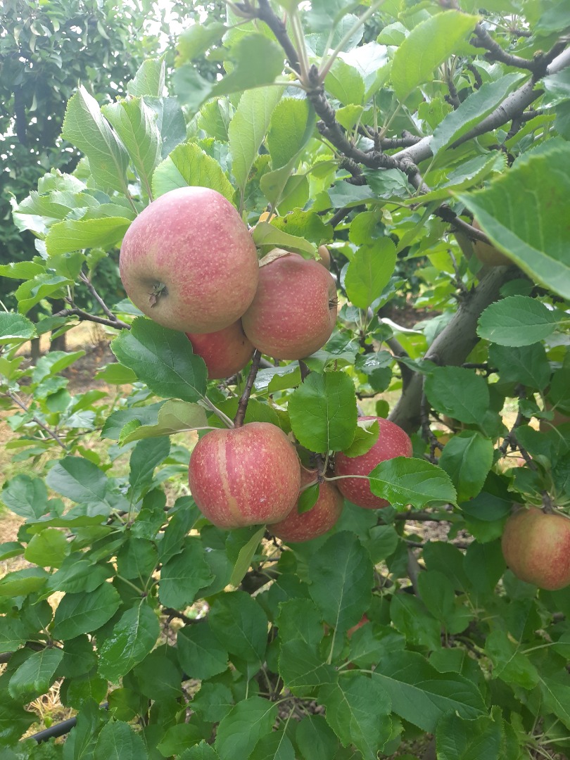 I am selling Reneta red variety divinely