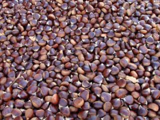 Organic fresh chestnut