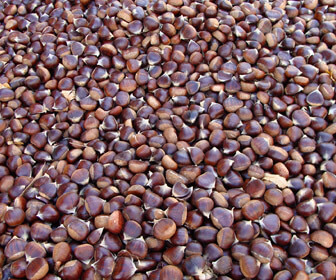Organic fresh chestnut