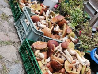 I recommend fresh mushrooms