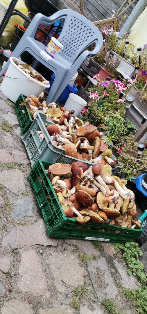 I recommend fresh mushrooms