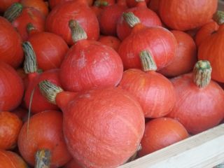 Hello, I am selling hokkaido pumpkins. Pumpkin without fertilizers