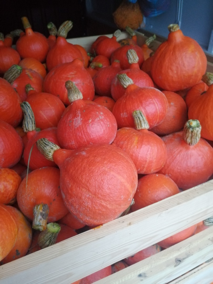Hello, I am selling hokkaido pumpkins
