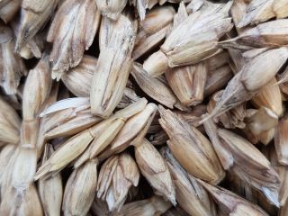 Orkisz wheat, (in the husk), production on humic fertilizers
