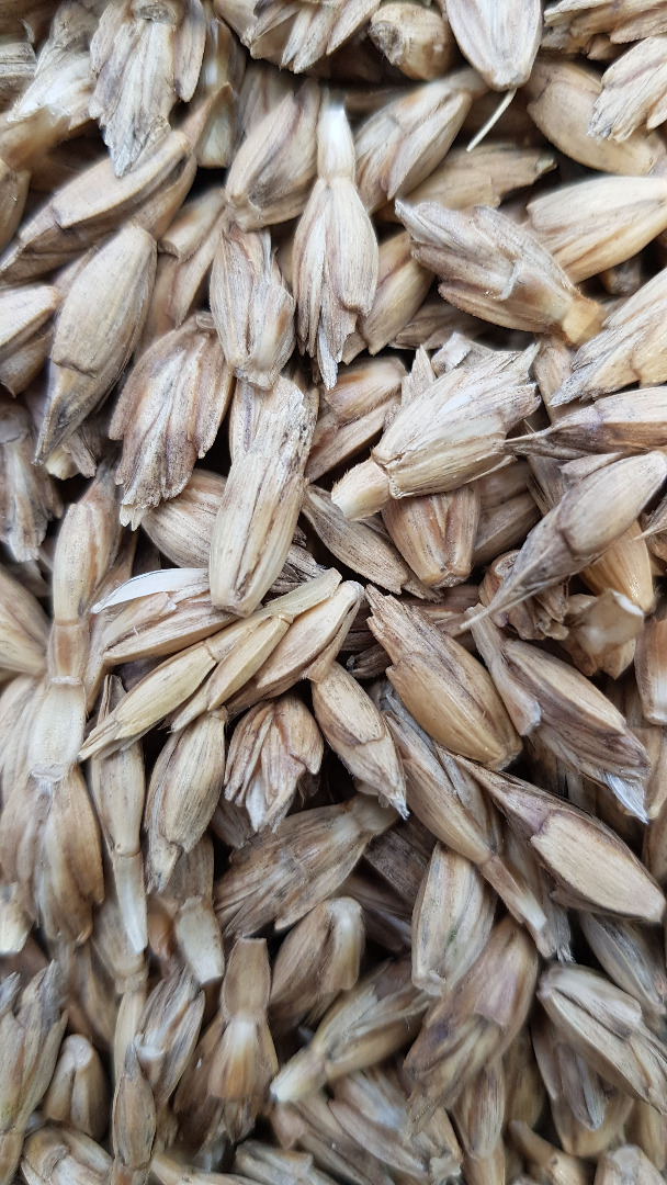 Orkisz wheat, (in the husk), production on humic fertilizers (organic), harvesting 2021