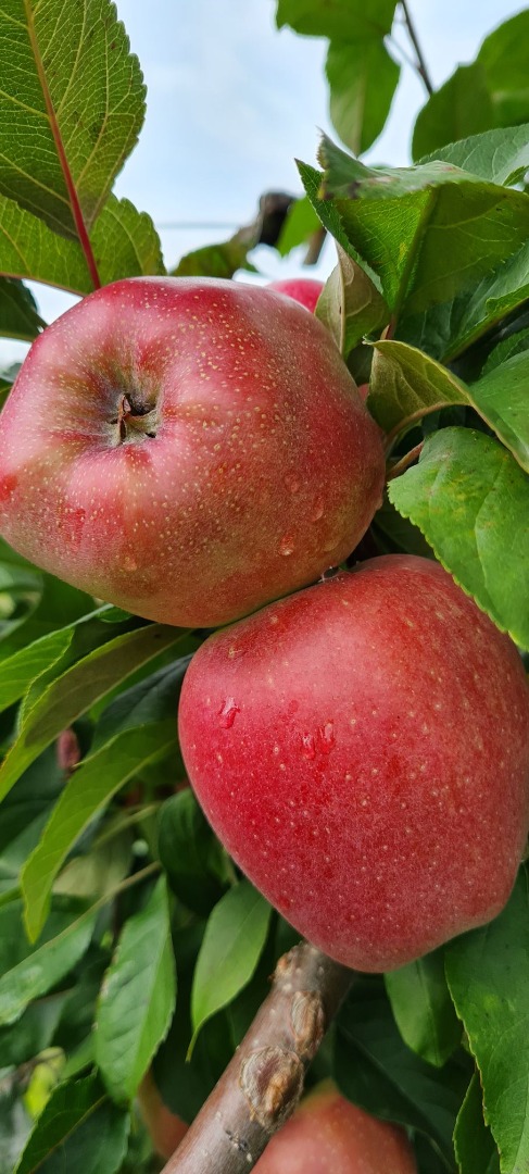 fresh, sweet and juicy delicious apples straight from the Gloster variety orchard