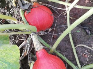 I will sell hokaido pumpkins, well colored, about 15