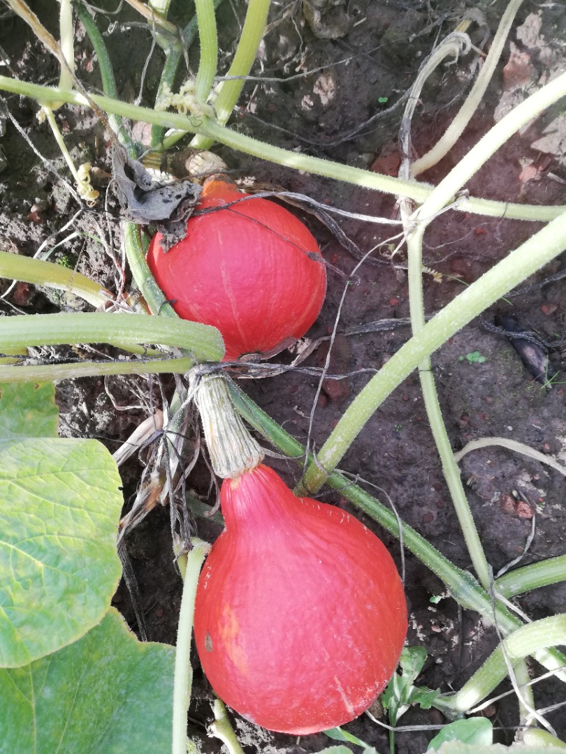 I will sell hokaido pumpkins, well colored, about 15 tons