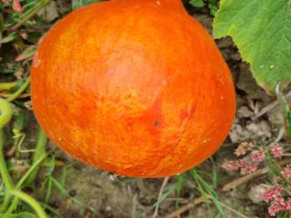 I will sell hokkaido pumpkins and spitfires