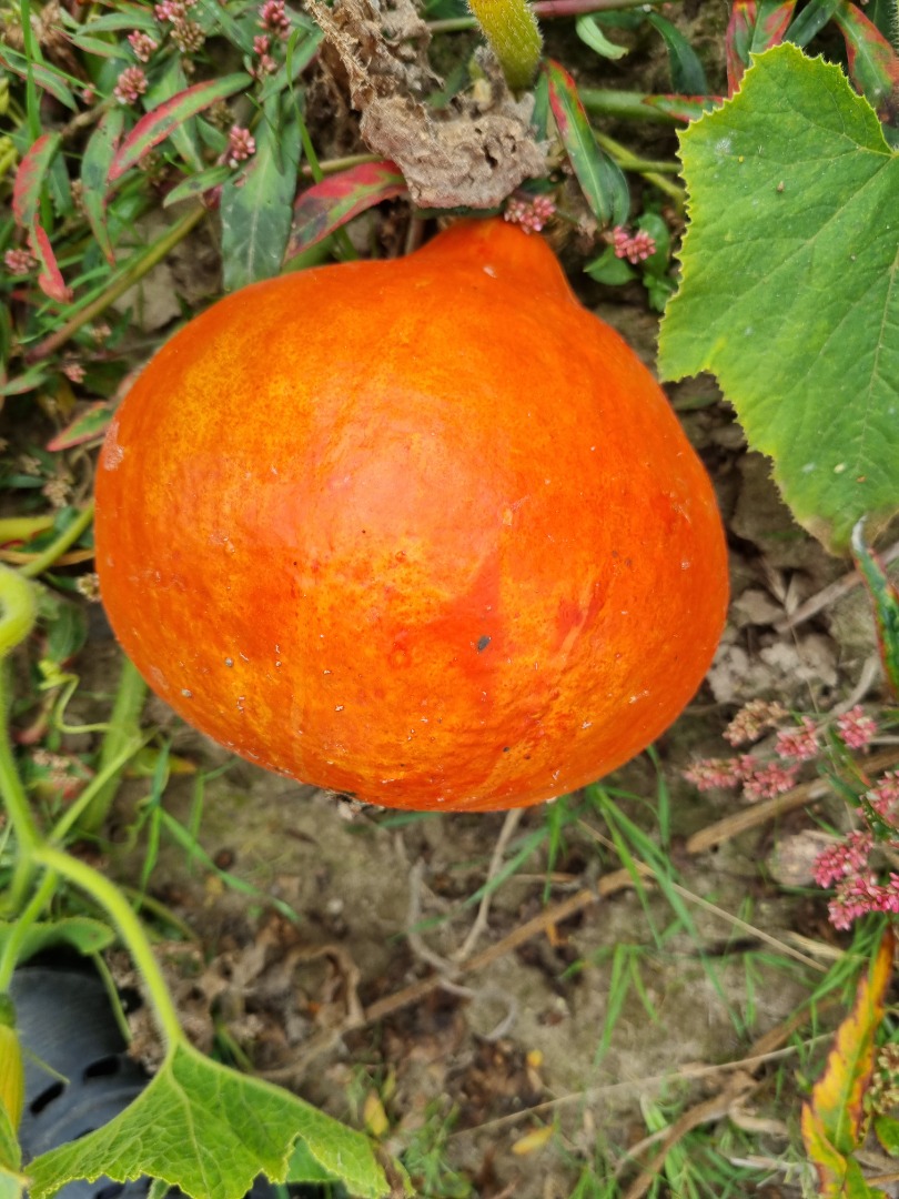 I will sell hokkaido pumpkins and spitfires