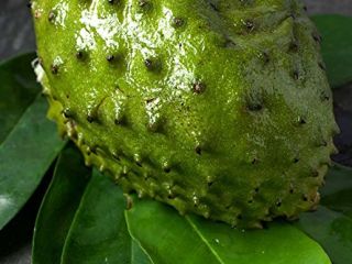 Soursop is a type of fruit that is used