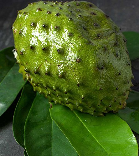 Soursop is a type of fruit that is used in medicine and cooking