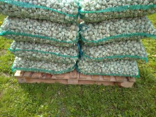 I will sell certified organic garlic, industrial, smaller caliber.
