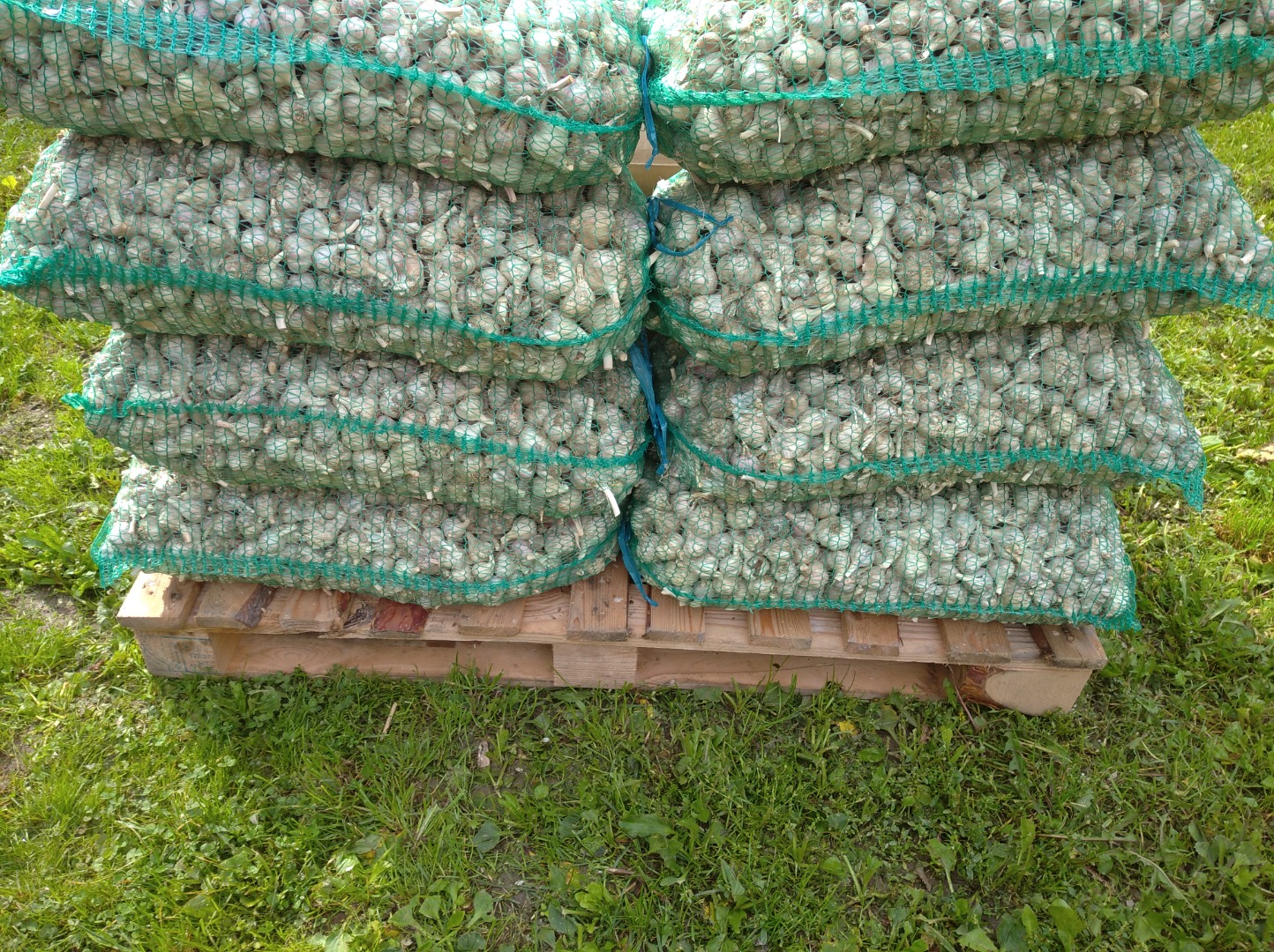 I will sell certified organic garlic, industrial, smaller caliber