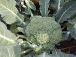 I will sell broccoli, price to be agreed at