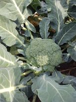 I will sell broccoli, price to be agreed at the phone number