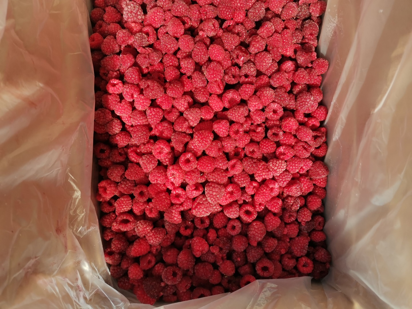 Frozen raspberry from Belarus 2021 Raspberries in boxes of 5-10 kg