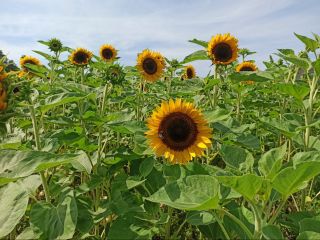 Taiyo ornamental sunflower freshly cut flower for sale