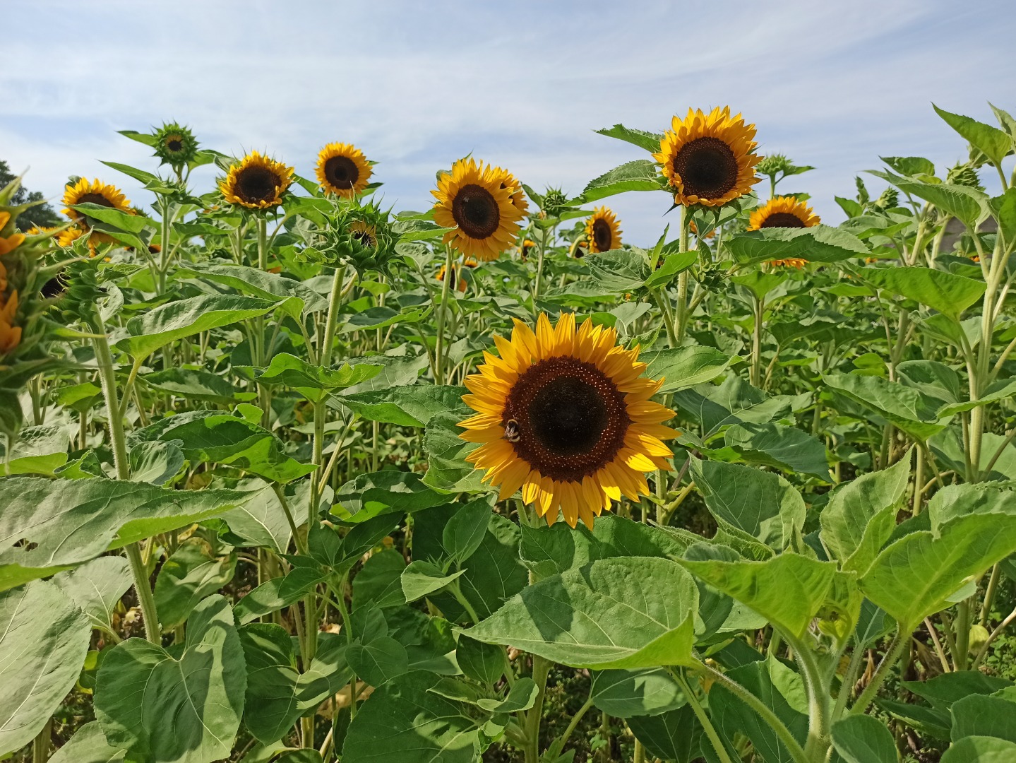 Taiyo ornamental sunflower freshly cut flower for sale