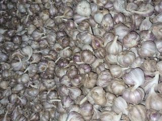 Polish Harnaś garlic with Global GAP certificate, caliber 3.5