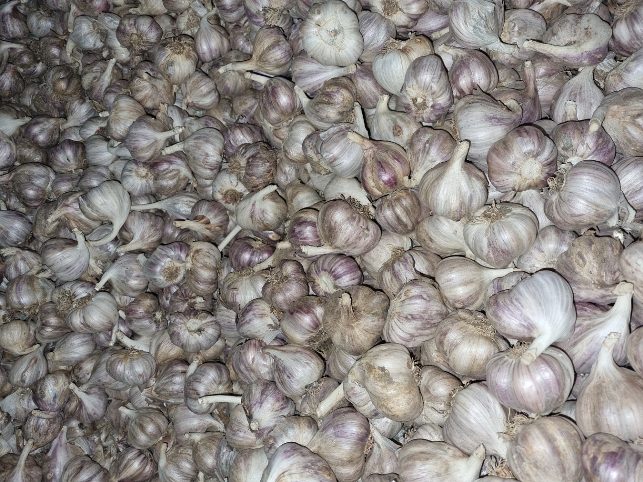 Polish Harnaś garlic with Global GAP certificate, caliber 3.5 - 5.5 at a net price of PLN 6.5 per kg