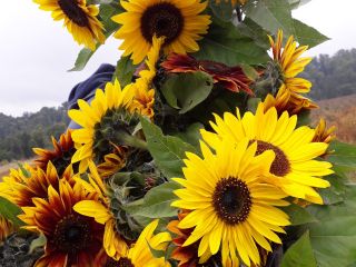 Decorative sunflower for cut flower 'Taiyo' (Helianthus Annuus) Hello.