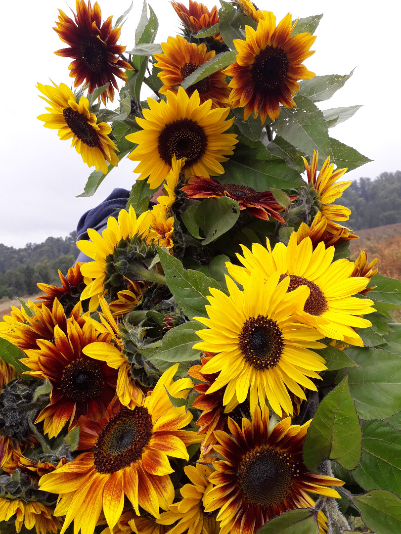 Decorative sunflower for cut flower 'Taiyo' (Helianthus Annuus) Hello