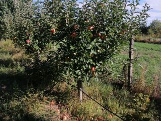 Fruits, with Barcea, Galati county