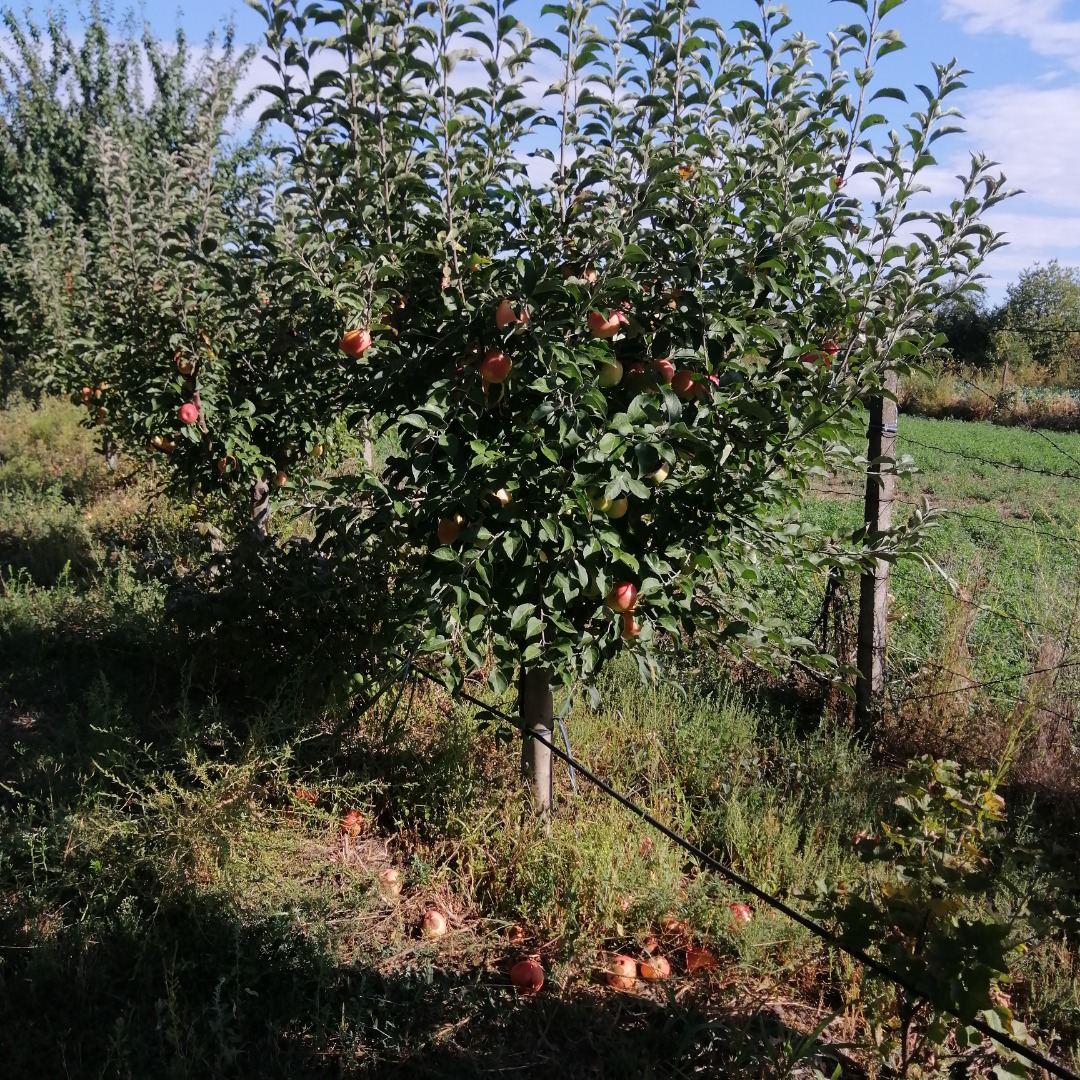 Fruits, with Barcea, Galati county