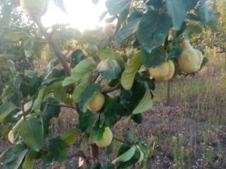 Very tasty and fragrant