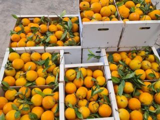 Satsumas mandarins of the Okitsu and Iwasaki varieties are