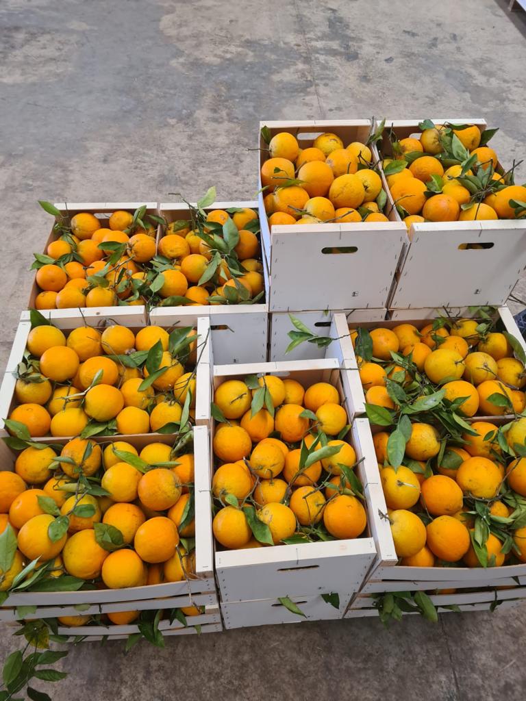 Satsumas mandarins of the Okitsu and Iwasaki varieties are sold