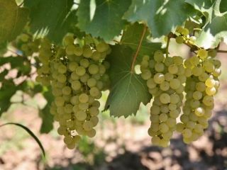 The harvest takes place between September 21-30, and the