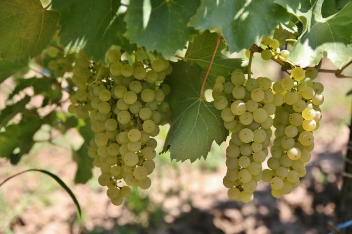 The harvest takes place between September 21-30, and the vineyard is located in Merei commune, Buzău county, Dealul Mare vineyard, Ceparu