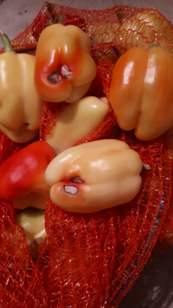 The best quality bell peppers, fleshy pulp, for delicate processing